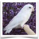Buy American White Parrotlet Online