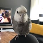 Whiteface Cockatiel
