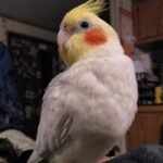 Lutino Cockatiel