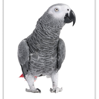 Buy African Grey Parrots Online - Image 2