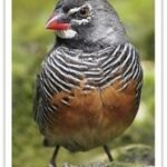 Buy African Quailfinch Online