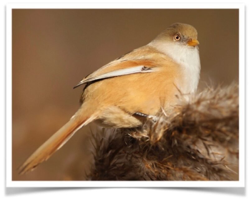 Buy Bearded Tit Online