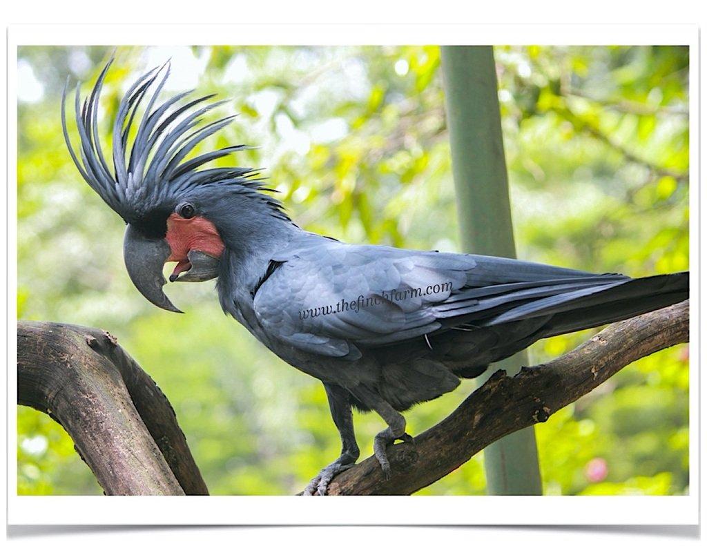 Buy Black Palm Cockatoo Online