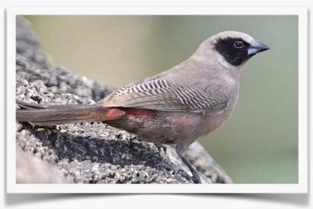 Buy Black-cheeked Waxbill Online