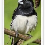 Buy Mannikin - Black & White Online