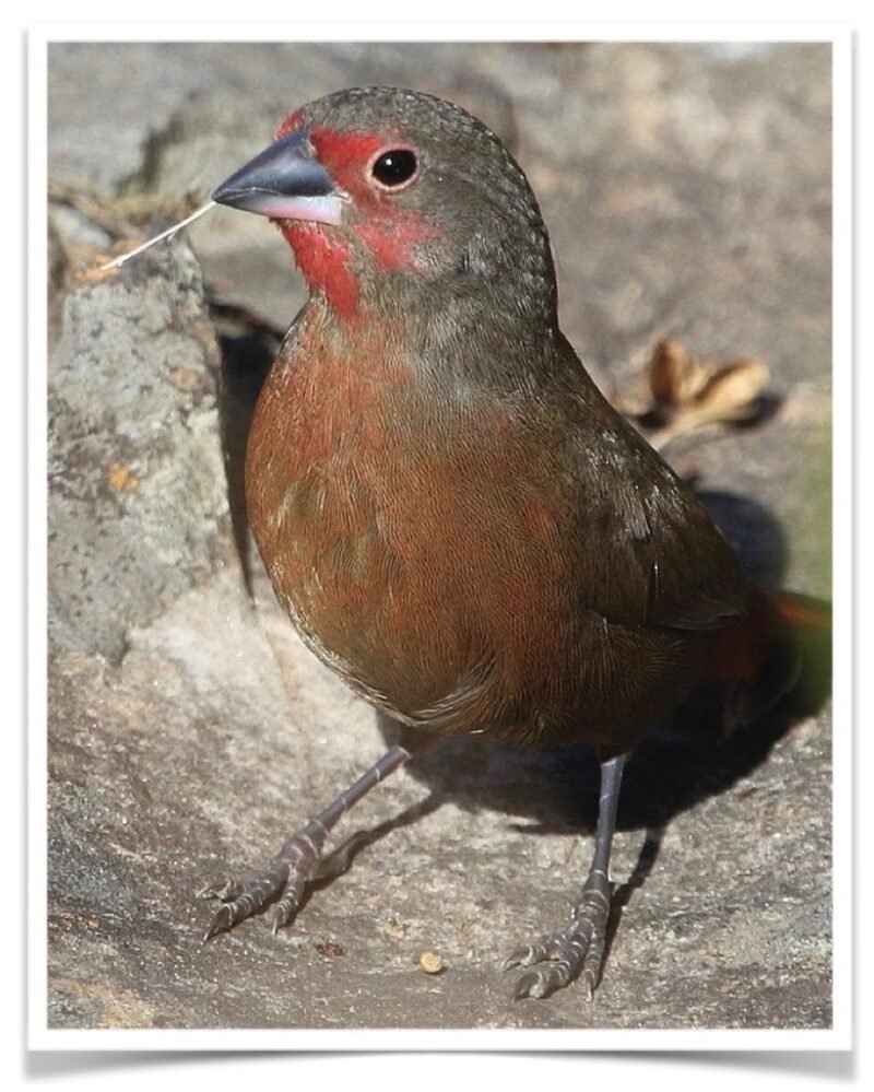 Buy Blue Billed Firefinch Online