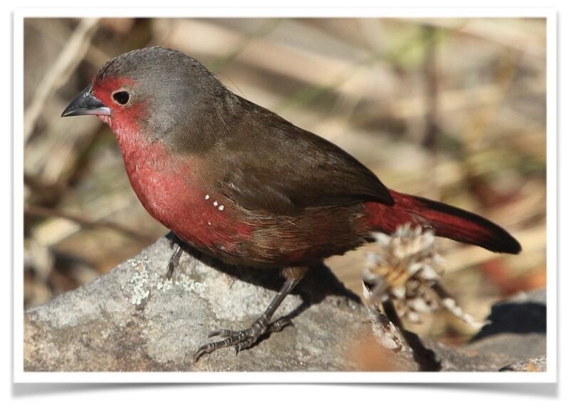 Buy Blue Billed Firefinch Online - Image 2