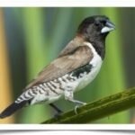 Buy Mannikin - Bronze Winged Online