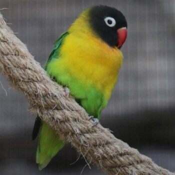 BUY BLACK MASKED LOVEBIRD FOR SALE