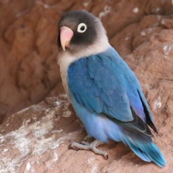 BUY BLUE BLACK MASKED LOVEBIRDS FOR SALE