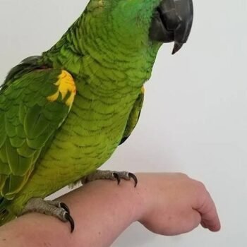 BUY BLUE FRONTED AMAZON FOR SALE