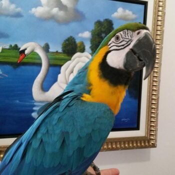 BUY CHEAP MACAWS ONLINE - Image 2
