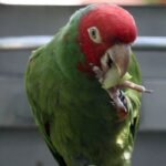 BUY CHERRY HEAD CONURE FOR SALE