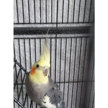 BUY COCKATIEL BIRD FOR SALE - Image 2