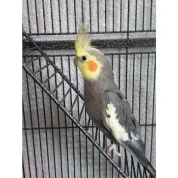 BUY COCKATIEL BIRD FOR SALE - Image 3