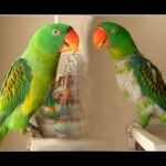 Buy GREAT-BILLED PARROT For Sale
