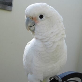 BUY GOFFIN COCKATOO FOR SALE