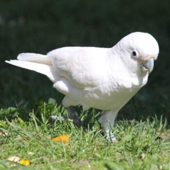 BUY GOFFIN COCKATOO FOR SALE - Image 2