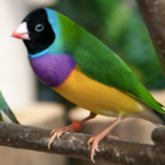BUY GOULDIAN FINCH FOR SALE