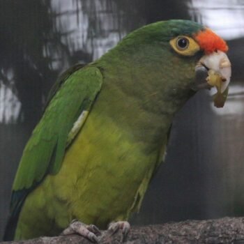 BUY HALF MOON CONURE