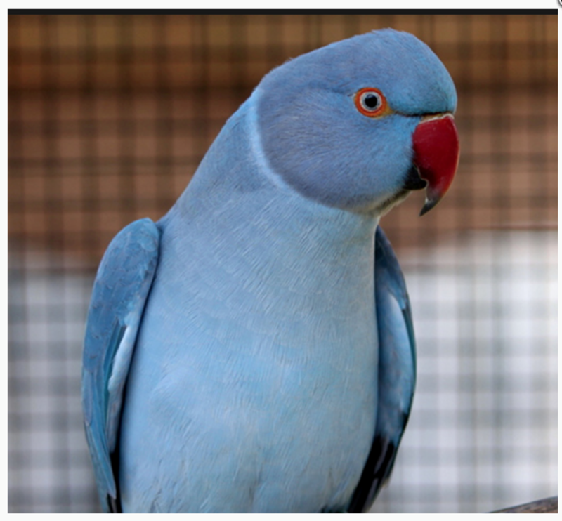 BUY INDIAN RINGNECK PARAKEETS FOR SALE