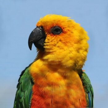 BUY JENDAY CONURE FOR SALE - Image 2