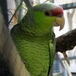 BUY LILAC CROWNED AMAZON ONLINE