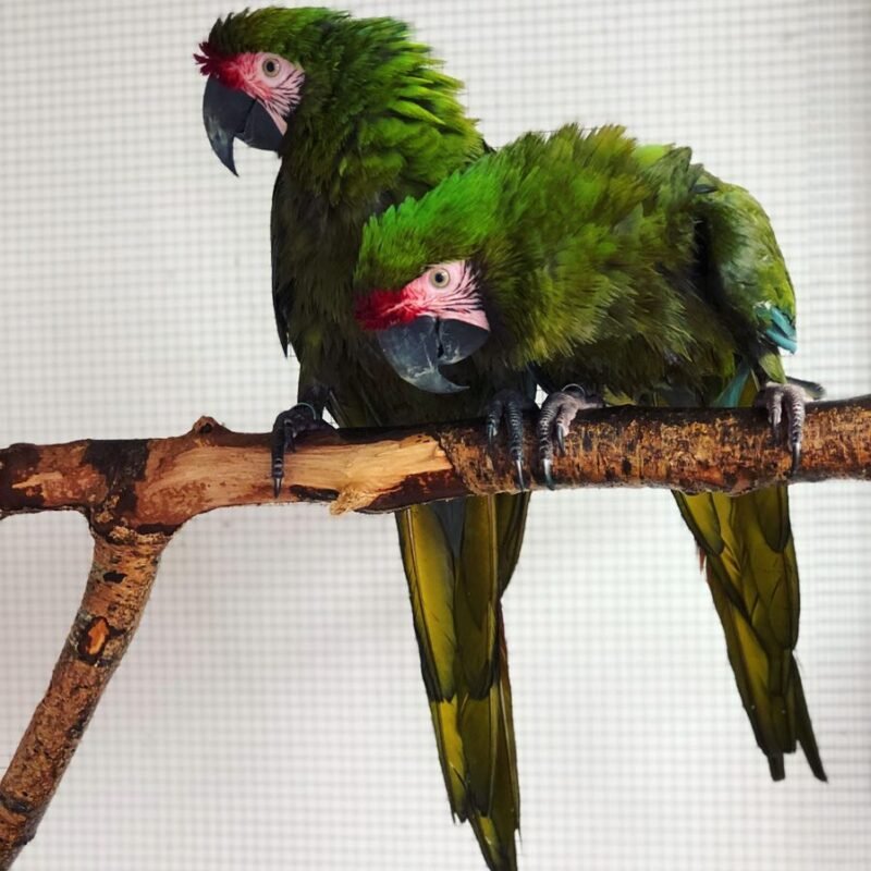 Buy Military Macaw For Sale