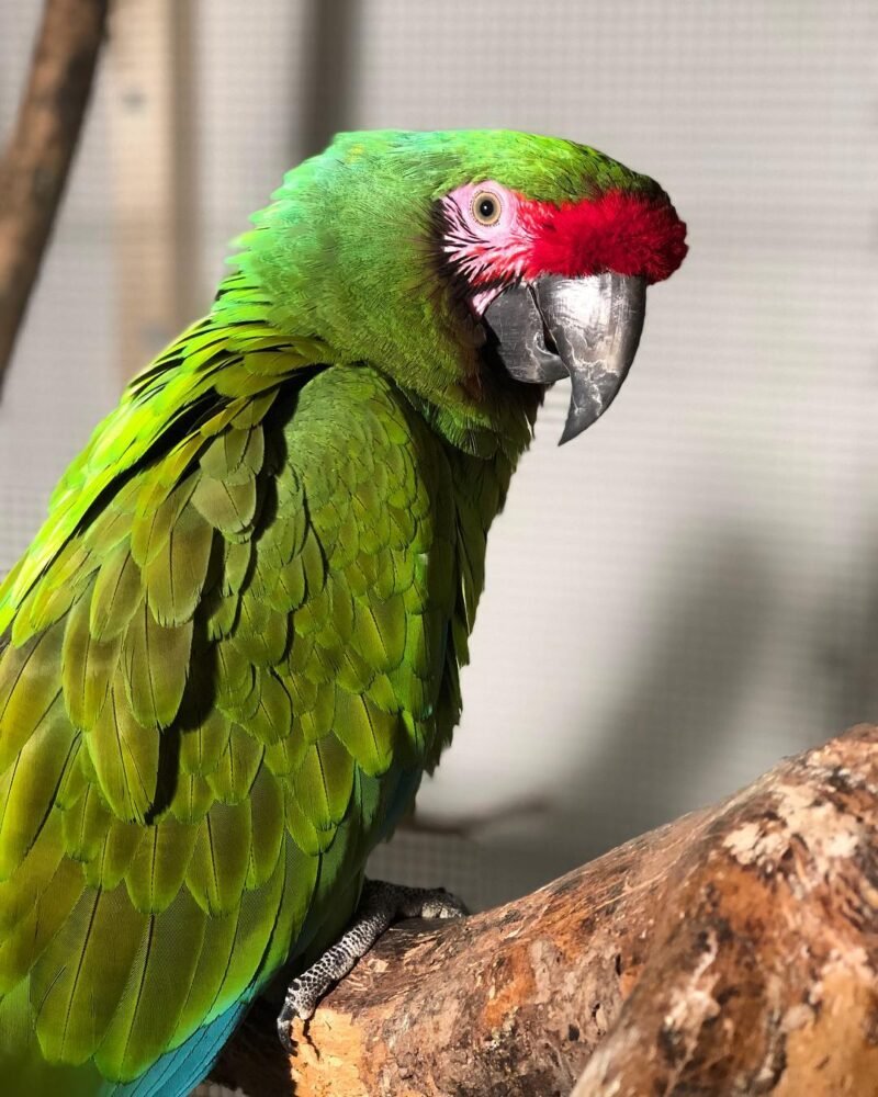 Buy Military Macaw For Sale - Image 2