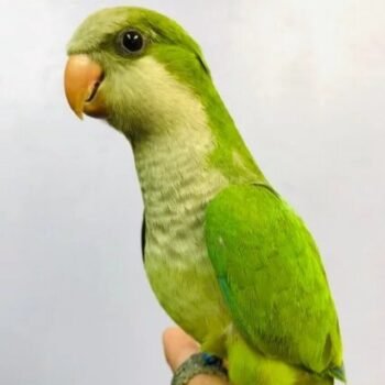 BUY MONK PARAKEET FOR SALE