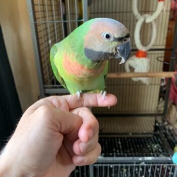 BUY PARAKEETS FOR SALE - Image 3