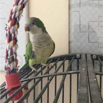 BUY PARAKEETS FOR SALE - Image 4