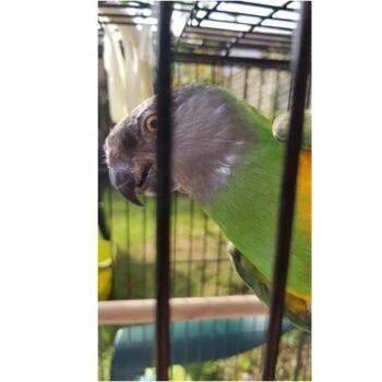 BUY SENEGAL PARROT FOR SALE - Image 4