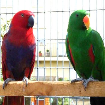 Buy Solomon Eclectus Parrot Online