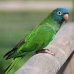 BUY BLUE CROWN CONURE FOR SALE