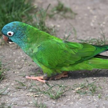 BUY BLUE CROWN CONURE FOR SALE - Image 2