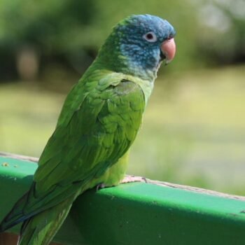 BUY BLUE CROWN CONURE FOR SALE - Image 3