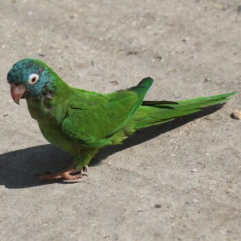 BUY BLUE CROWN CONURE FOR SALE - Image 4