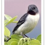 Buy Chestnut Throated Seedeater Online