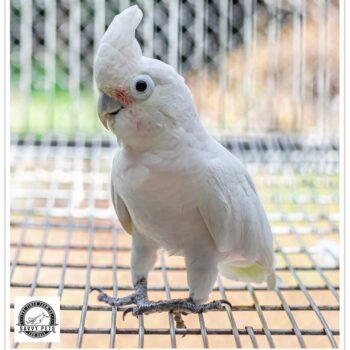 Buy Goffin's Cockatoo Online - Image 3