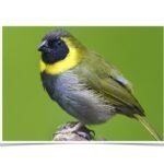 Buy Cuban Melodius Finch Online