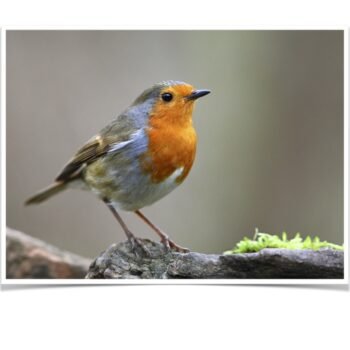 Buy European Robin Online