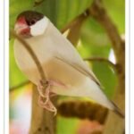 Buy Java Rice Finch - Fawn Online