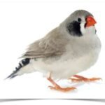 Buy Zebra Finch - Black Cheek Online