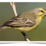 Buy Green Singer (Yellow fronted canary) Online