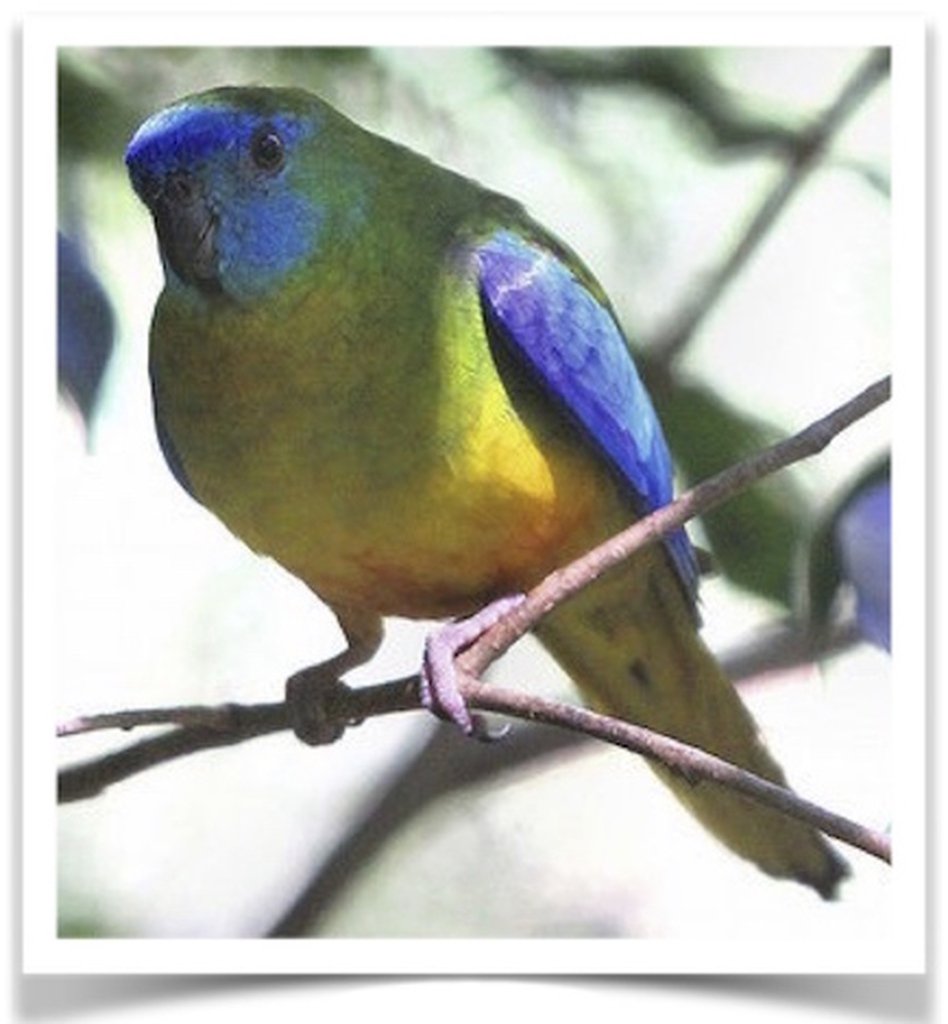 Buy Green Turquoisine Online