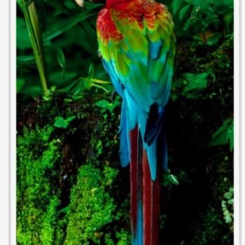 Buy Green-winged Macaw  Online - Image 2