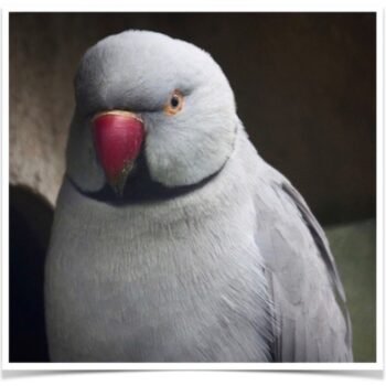 Buy Grey Indian Ringneck Parakeet Online - Image 3
