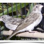 Buy White-Rumped Seedeater (Grey Singer) Online