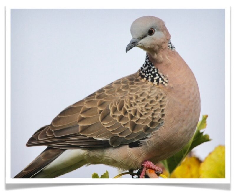 Buy Lace-necked (Spotted) Dove Online